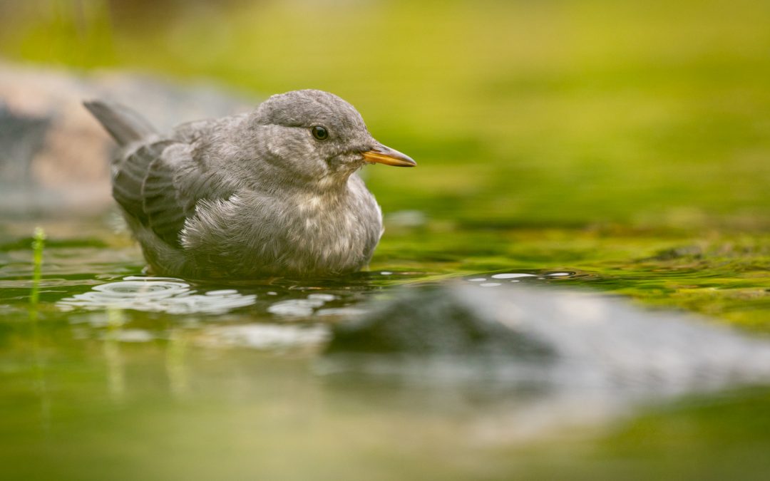 Why do dippers dive, dip, and dabble?