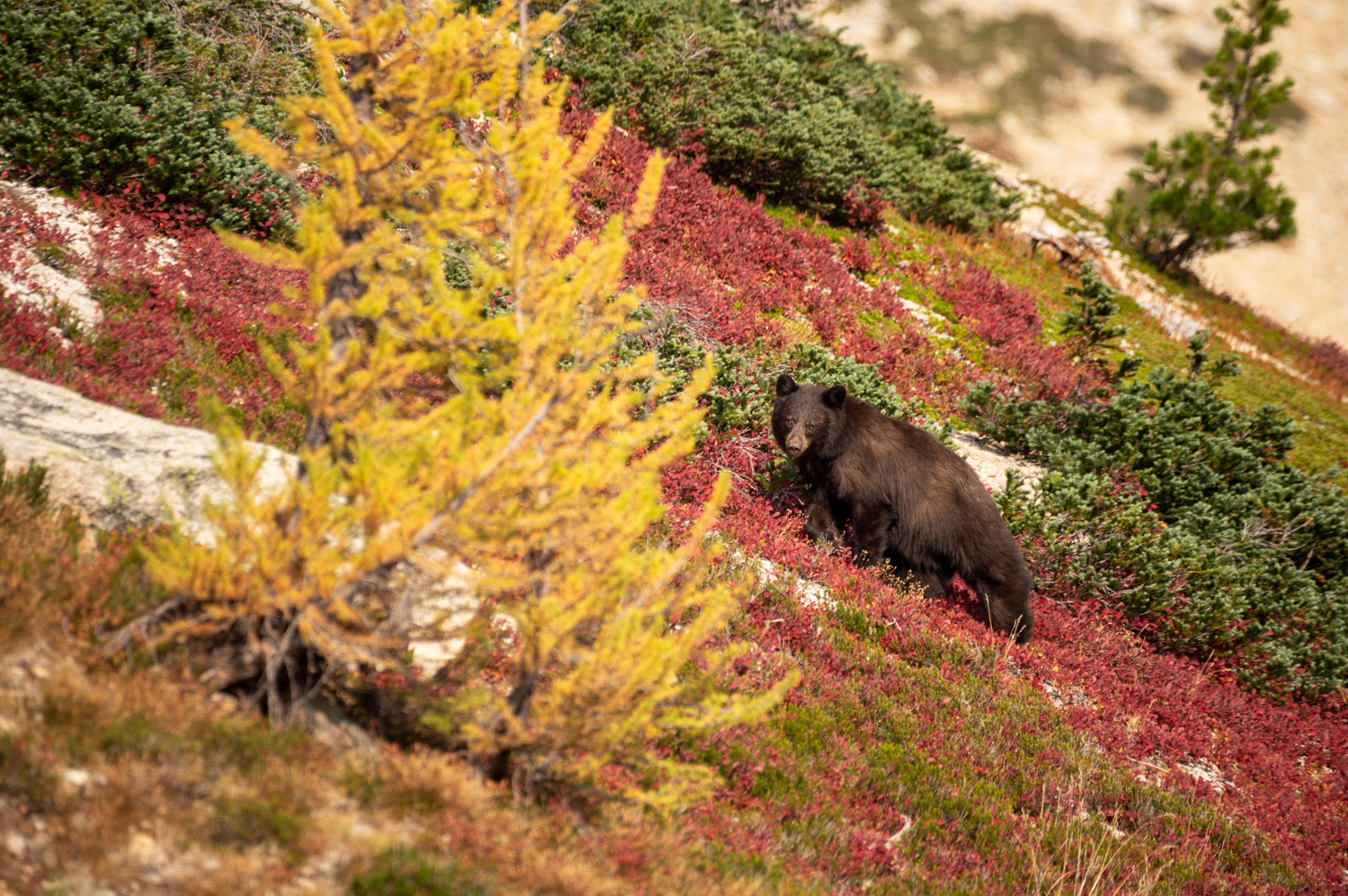 Bear, Fall, Mammal, Washington