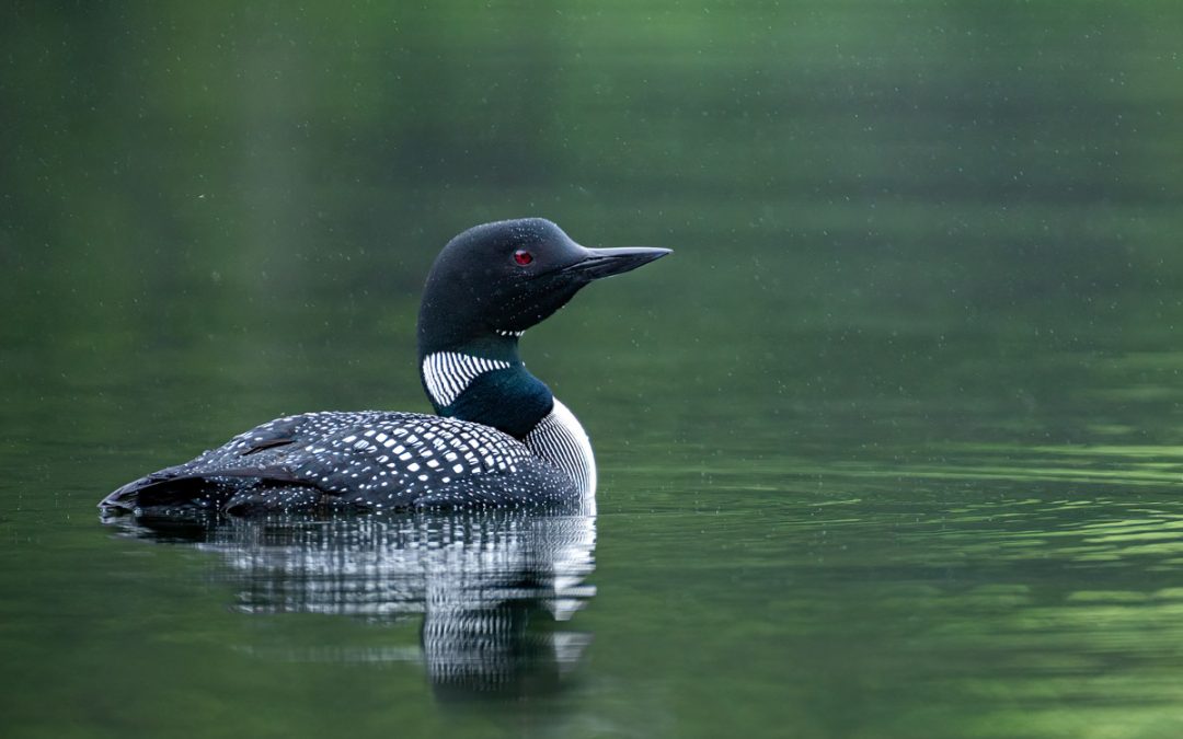 Summer 2025 Newsletter