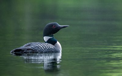 Summer 2025 Newsletter