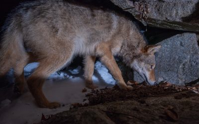 January 2025 Newsletter