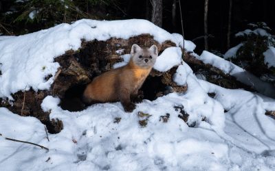 December 2025 Newsletter