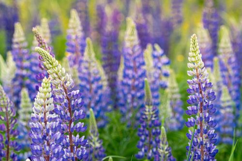 Field of Lupins (NH)