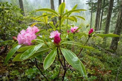Rhododendrons (WA) 