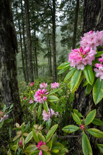 Rhododendrons (WA)