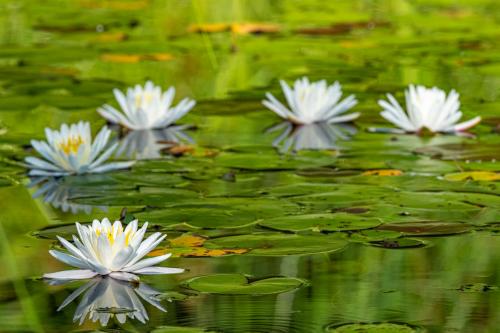 Waterlillies (NH)